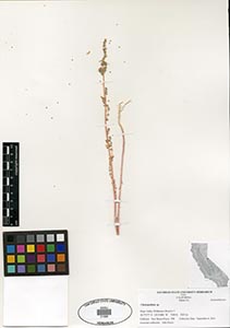 Herbarium sheet of 